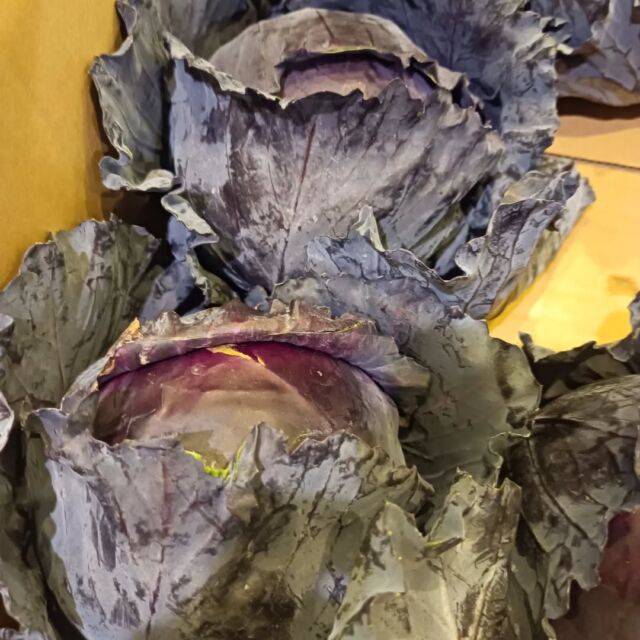 こんにちはWIZ365です。

赤キャベツ。

これは、ピクルスにします！

熊本市中央区上水前寺1丁目6-36九州電力熊本支店1階☎︎096-200-9354

営業時間：11:00~18:00 (o.s17:00)
(土・日・祝　17:00cIose)
ランチ：11:30~15:00 (L.O.14:00)
カフェ：14:00~17:00 (L.O.16:00)
テイクアウト：11:00~18:00 (L.O.17:00)
定休日：水曜日

#WIZ365
#健軍ベーカリー
#ランチ#お弁当
#お惣菜
カレー
オードブル
スイーツ
プリン
テイクアウト
配達
フルーツバター
熊本上水前寺