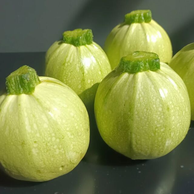 こんにちはWIZ365です。

熊本県産の丸ズッキーニのグリル。

旬の夏野菜を食べよう！

熊本市中央区上水前寺1丁目6-36九州電力熊本支店1階☎︎096-200-9354

営業時間：11:00~18:00 (o.s17:00)
(土・日・祝　17:00cIose)
ランチ：11:30~15:00 (L.O.14:00)
カフェ：14:00~17:00 (L.O.16:00)
テイクアウト：1:00~18:00 (L.O.17:00)
定休日：水曜日

#ランチ
#お弁当お惣菜
#テイクアウト
#オードブル